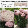 Гортензия древовидная "Свит Аннабель" на фото