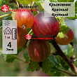 Крыжовник Красный крупный