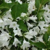Вейгела цветущая (Weigela florida) Кандида С3 СП/25