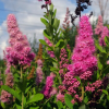 Спирея Билларда (Spiraea billardii) С3 СП/23