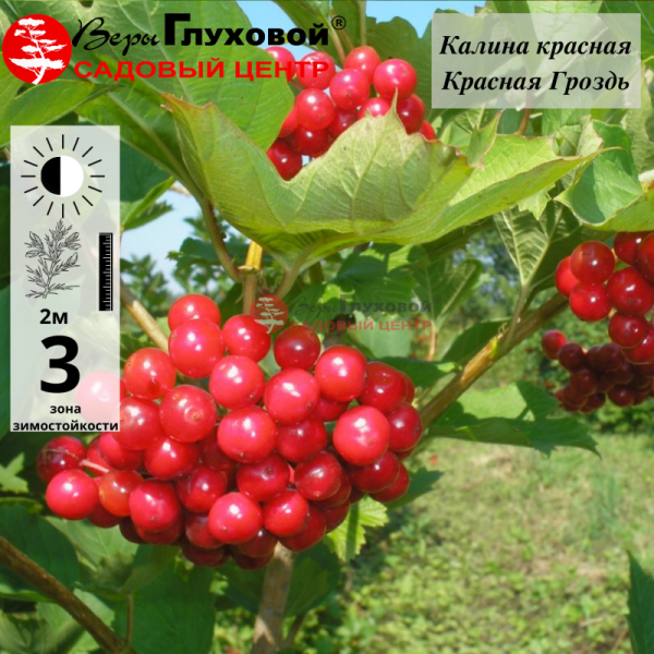 Основное изображение товара