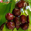 Вишня 