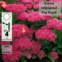 Основное изображение товара