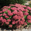 Очиток видный (Sedum spectabile) Хербстфройде С1,5 НСп/26