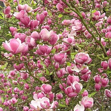 Основное изображение товара