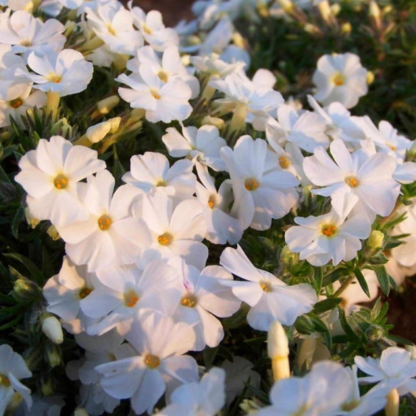 Основное изображение товара