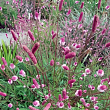 Кровохлебка лекарственная 