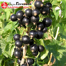 Основное изображение товара