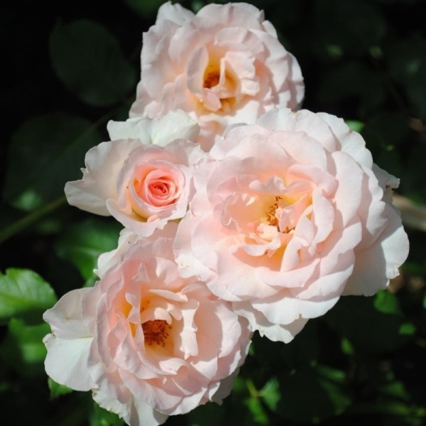 Основное изображение товара