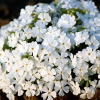 Флокс шиловидный (Phlox subulata) Вайт Делайт Р9 НАп/26