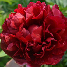 Основное изображение товара