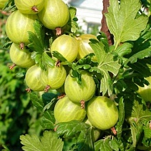 Крыжовник Родник (ранний сорт) Р9