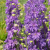 Дельфиниум (Delphinium) Бреезин С3 ГлХ/26