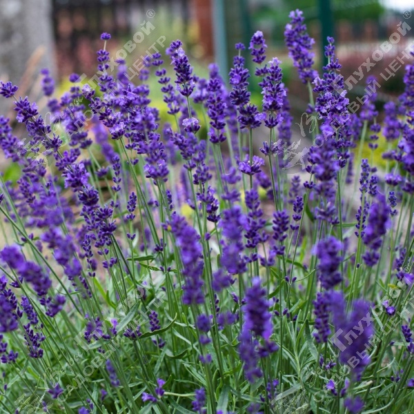 Лаванда узколистная "Хидкоте" на фото