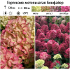 Гортензия метельчатая (Hydrangea paniculata) Бонфайер Р9 СП/26