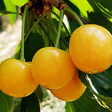 Основное изображение товара