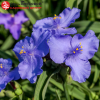Традесканция андерсона (Tradescantia andersoniana) Макс Дабл С3 ГлХ/24