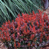 Барбарис Тунберга (Berberis thunbergii) Багатель С3 СП/25