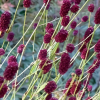 Кровохлебка лекарственная (Sangusorba officinalis) Лам С2 ГлХ/26