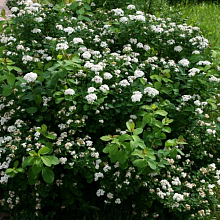 Основное изображение товара