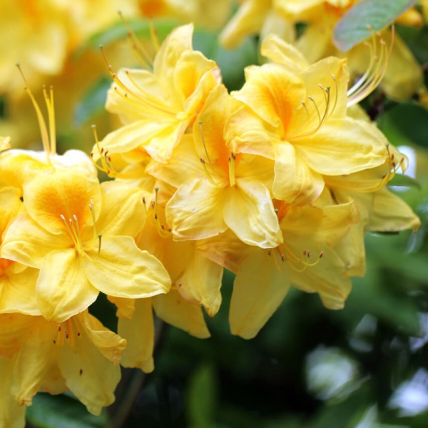 Основное изображение товара