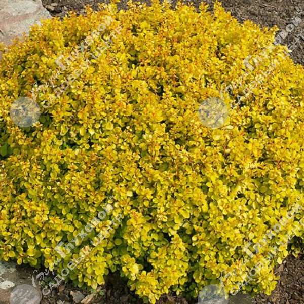 Барбарис Тунберга "Тини Голд" на фото