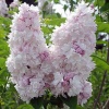 Сирень обыкновенная (Syringa vulgaris) Красавица Москвы С3 СП/25