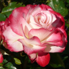 Роза полиантовая "Jubile du Prince de Monaco" на фото