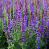 Шалфей дубравный (Salvia nemerosa) Остфрисленд С2 НСп/26