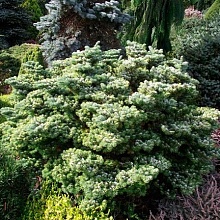 Основное изображение товара