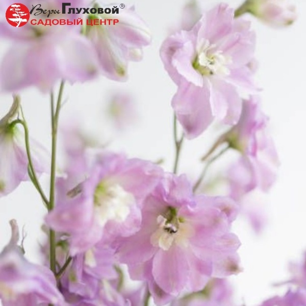 Основное изображение товара