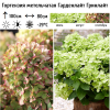 Гортензия метельчатая (Hydrangea paniculata) Гарденлайт Гринлайт Р9 СП/26