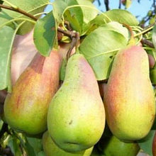 Основное изображение товара