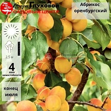 Основное изображение товара