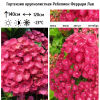 Гортензия крупнолистная (Hydrangea macrophyllа) Ребелион Феррари Лав Р12 ГлХ/26