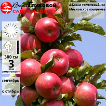 Яблоня колоновидная Московское Ожерелье (поздний сорт)