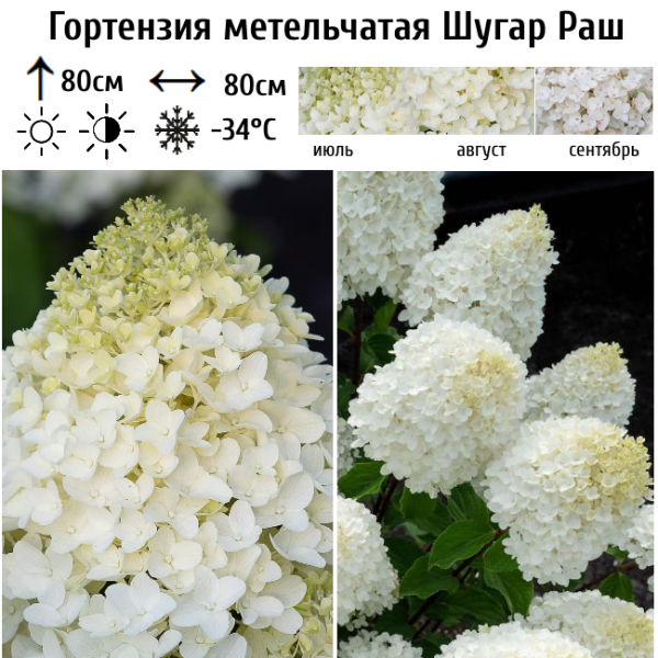 Основное изображение товара