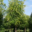 Клен серебристый 