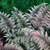 Кочедыжник ниппонский (Athyrium niponicum) Ред Бьюти Р8 РГПл/26