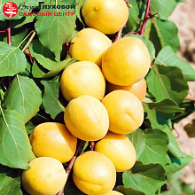 Основное изображение товара