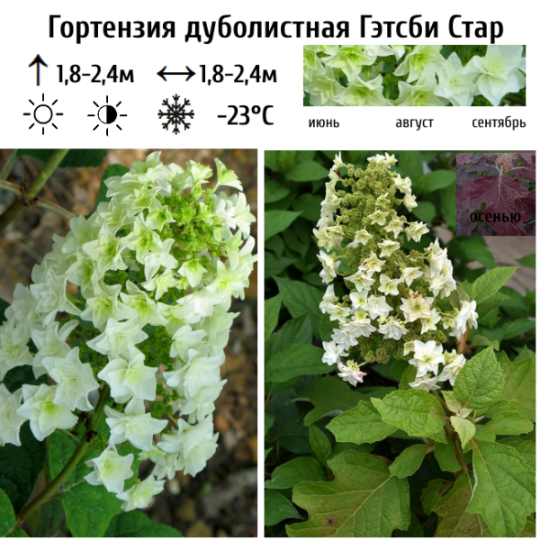 Основное изображение товара