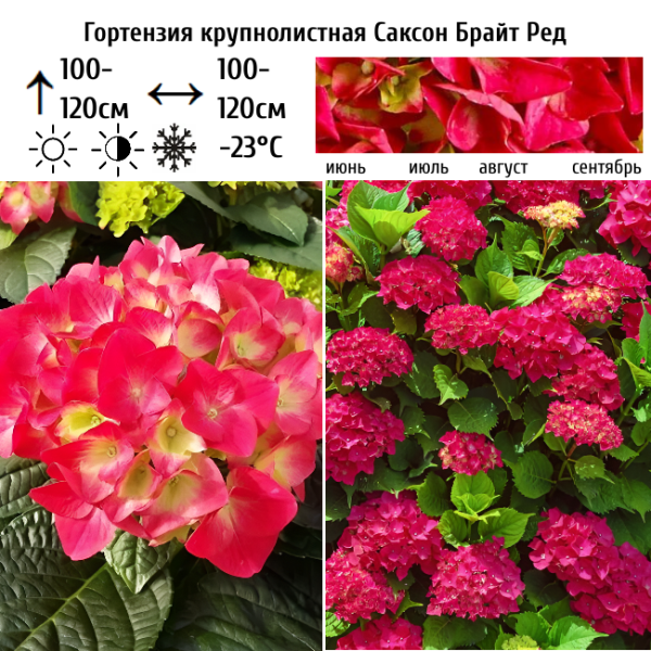 Основное изображение товара