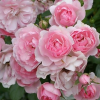 Роза полиантовая "Bonica" на фото