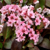 Бадан гибридный (Bergenia hybride) Драгонфлай Сакура С3 СП/24