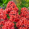 Флокс метельчатый (Phlox paniculata) Юник Оранж С2 ГлХ/26