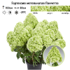 Гортензия метельчатая (Hydrangea paniculata) Панчетта Р9 СП/26