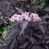 Бузина черная (Sambucus nigra) Лейсд Ап С5 ГлХ/25