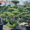 Сосна обыкновенная (Pinus sylvestris) Норски Тип 100-120 С10 ГЕ/26