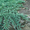 Можжевельник горизонтальный (Juniperus horisontalis) Глаука  С2 ПД/24