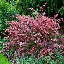 Барбарис Тунберга «Роуз Глоу» Berberis thunbergii «Rose Glow» (В. t. «Ida»)